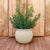 Macetero de Diseño Begonia 60 Color Beige