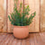 Macetero de Diseño Begonia 60 Color Terracota