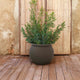 BAMBOO 90 color planter
