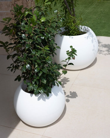DALIA#tamaño_Dalia 50#color del producto_blanco Opaco
