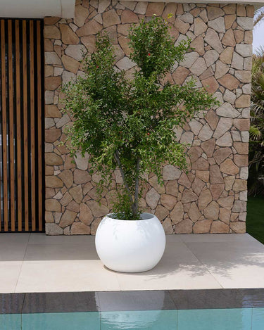 DALIA#tamaño_Dalia 50#color del producto_blanco Opaco