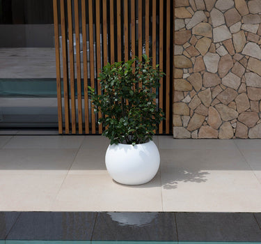 DALIA#tamaño_Dalia 30#color del producto_blanco Opaco