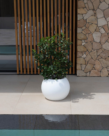 DALIA#tamaño_Dalia 30#color del producto_blanco Opaco
