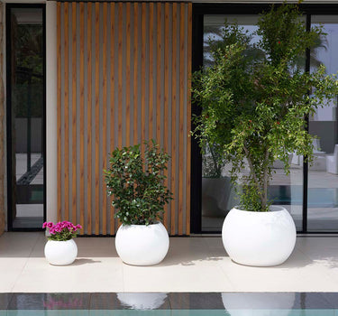 DALIA#color del producto_blanco Opaco