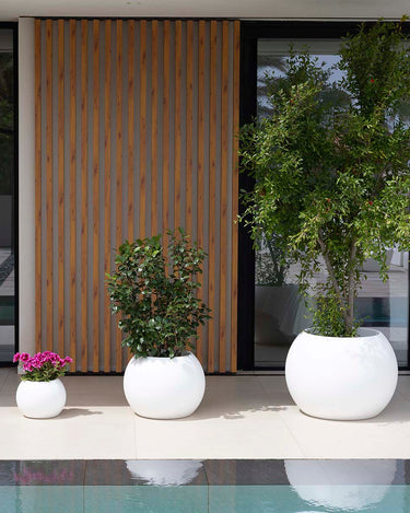 DALIA#color del producto_blanco Opaco