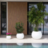 DALIA#color del producto_blanco Opaco