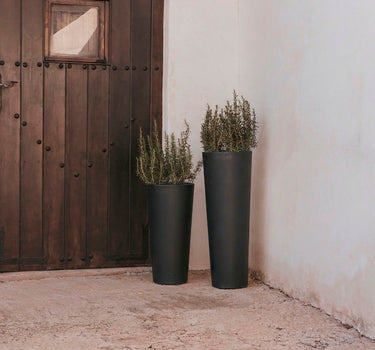FICUS 60 colored round flower pot