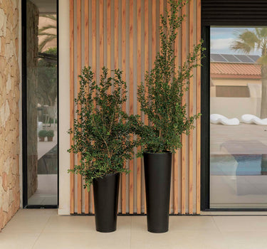 FICUS 60 colored round flower pot