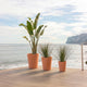GERBERA 33 colored round flowerpot
