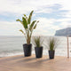 GERBERA 33 colored round flowerpot