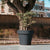 Round colored flower pot MAGNOLIA 30