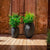 BAMBOO 90 color planter