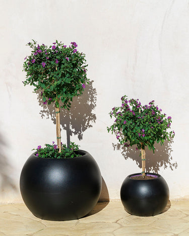 DALIA#tamaño_Dalia 70#color del producto_negro Opaco