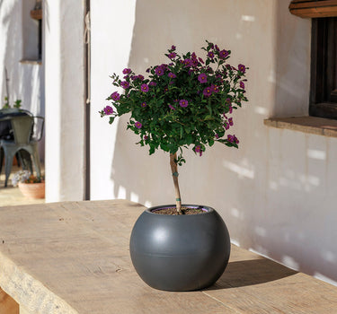 DALIA#tamaño_Dalia 30#color del producto_antracita Opaco