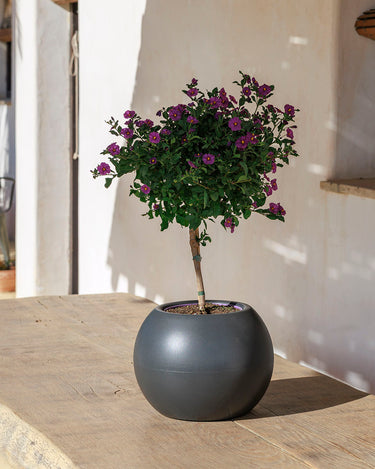 DALIA#tamaño_Dalia 30#color del producto_antracita Opaco