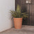 GERBERA 33 colored round flowerpot