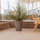 GERBERA 33 colored round flowerpot