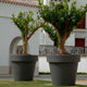Round colored flower pot MAGNOLIA 30