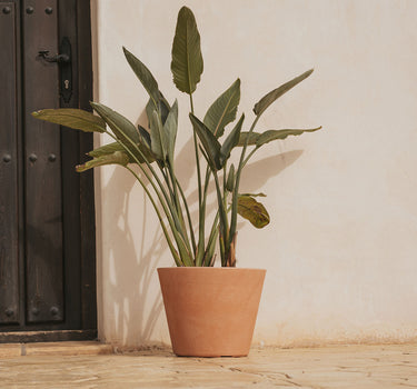 petunia#Color del producto_Terracota Opaco