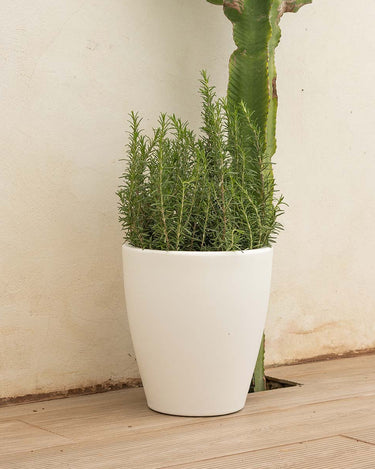 violeta#Tamaño_ø30 x 33 cm#Color del producto_Blanco Opaco
