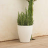 violeta#Tamaño_ø30 x 33 cm#Color del producto_Blanco Opaco