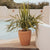 VIOLET 30 flower pot