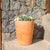 GERBERA 33 colored round flowerpot