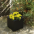 NARCISO 40 colored square flower pot